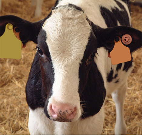 Raising Heifer